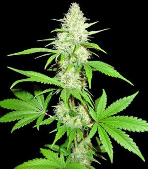Amnesia_Ganja_Haze.jpg