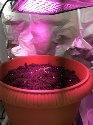 2FAFC048-8E41-4389-85F9-48D6944A7A1A.jpeg 2FAFC048-8E41-4389-85F9-48D6944A7A1A.jpeg