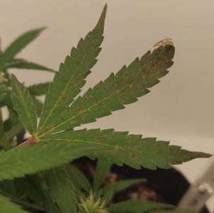 1000056793.jpg 1000056793.jpg