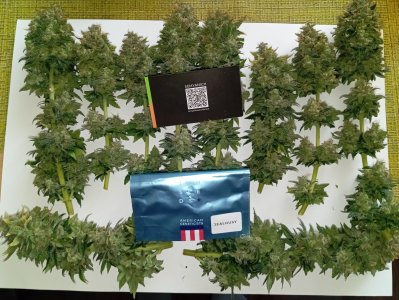 93 дн харв (2).jpg