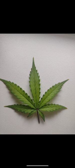 Screenshot_20250518-150812.png Screenshot_20250518-150812.png