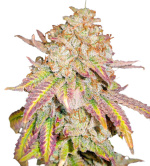 1756482424071.png 1756482424071.png