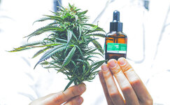 Kak-proizvoditsya-maslo-CBD__vFk2wLGxONWCnGlT.jpg