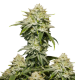 1765283662783.png 1765283662783.png