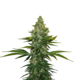 1765283691079.png 1765283691079.png