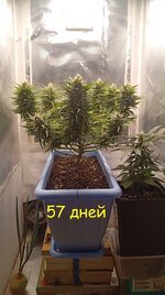 57 дн (1).jpg