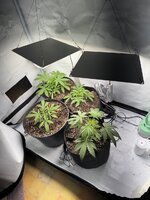 IMG_5162.jpeg IMG_5162.jpeg