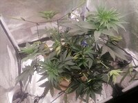 IMG_20260309_210857.jpg IMG_20260309_210857.jpg