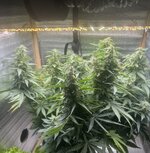 IMG_4075.jpeg IMG_4075.jpeg