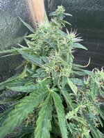 IMG_4078.jpeg IMG_4078.jpeg