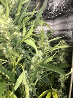 5 — копия.jpg