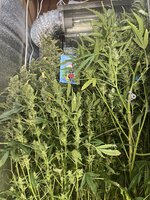 3 — копия.jpg