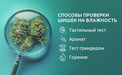 Kak-otlichit-vlazhnyj-kannabis-ot-prolechennogo__3A748djxC3FLxpMv.jpg