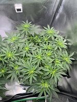 IMG_0235.jpeg