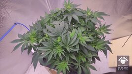 2026-09-29_aya-01_flo-w06d43_canopy_02.jpg