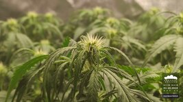 2026-10-01_acid-rain-01_veg-w06d45_bud_01.jpg