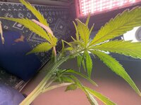 IMG_3147.jpeg