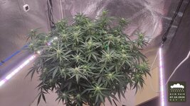 2026-10-07_acid-rain-01_veg-w07d51_canopy_01.jpg