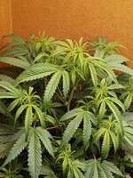 15944.jpg