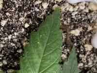 IMG_4805.jpeg