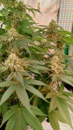 1000135834.jpg