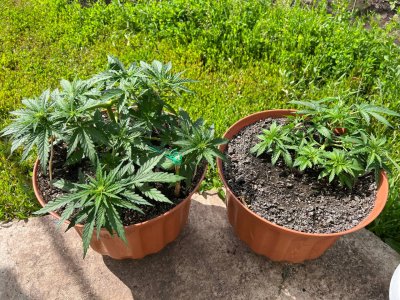 C1D25C4D-768F-4230-9037-BFDBB173D053.jpeg C1D25C4D-768F-4230-9037-BFDBB173D053.jpeg