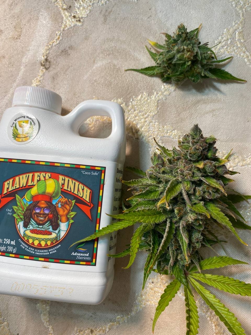 шишка с поражением.jpg