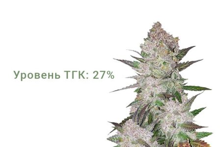 Сорт конопли Gorilla Cookies Auto