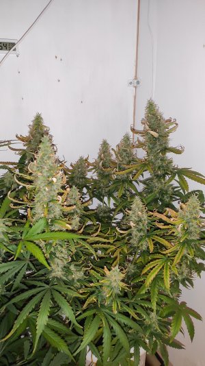 IMG_20220803_002351 — копия.jpg