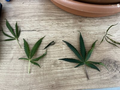 04F716EA-F293-48A3-8093-82D0D99A35F5.jpeg 04F716EA-F293-48A3-8093-82D0D99A35F5.jpeg