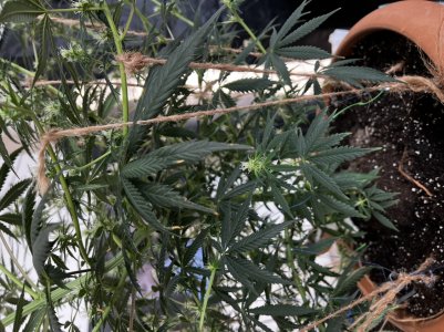 6BA2DCB5-AEB6-4B3D-A4C1-2CB59B3D1811.jpeg 6BA2DCB5-AEB6-4B3D-A4C1-2CB59B3D1811.jpeg