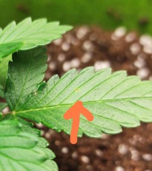 IMG_20220925_130605.jpg IMG_20220925_130605.jpg