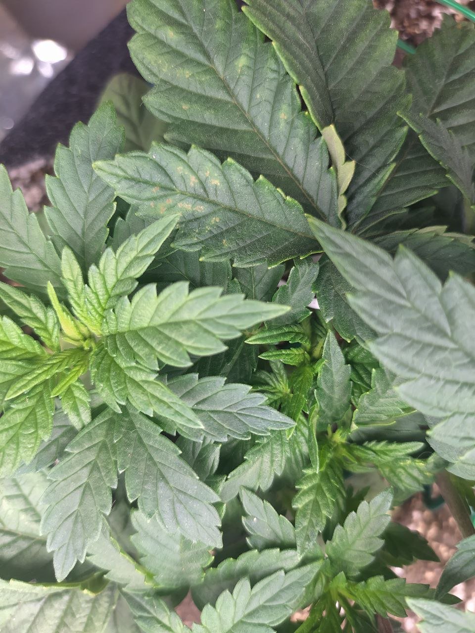 1 — копия.jpg 1 — копия.jpg