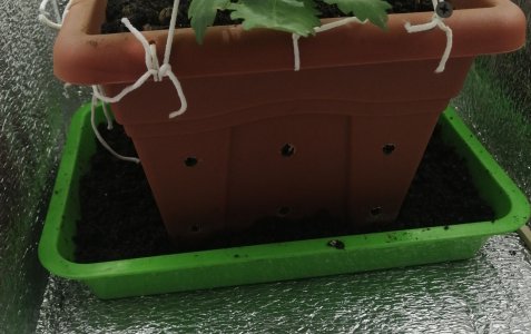 IMG_20210603_222919.jpg IMG_20210603_222919.jpg