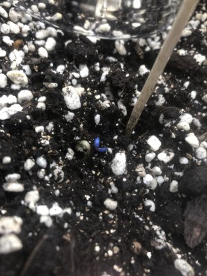 3560FFC8-CC8E-46D1-94D9-ACEE9E2ED5EA.jpeg 3560FFC8-CC8E-46D1-94D9-ACEE9E2ED5EA.jpeg