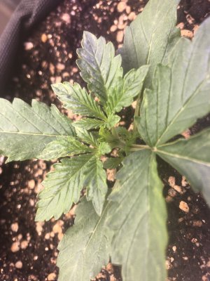 E73B6A48-C1E0-4BAC-AAF1-CC3CCDAB5CDB.jpeg E73B6A48-C1E0-4BAC-AAF1-CC3CCDAB5CDB.jpeg