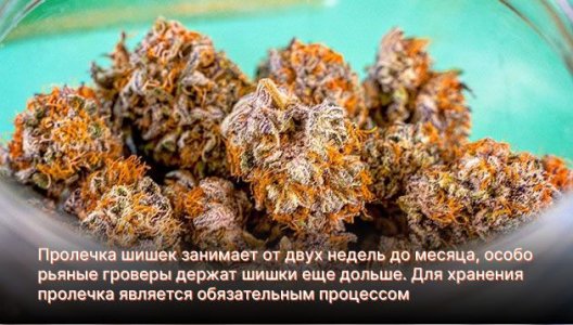 Пролечка шишек конопли