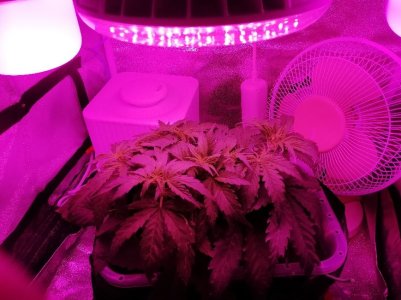 IMG_20211017_113630.jpg IMG_20211017_113630.jpg