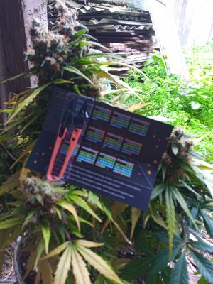 IMG_20230419_074133_2.jpg IMG_20230419_074133_2.jpg