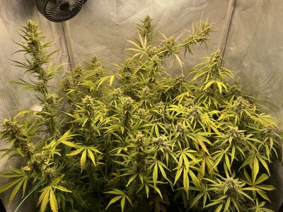 IMG_9493.jpeg IMG_9493.jpeg