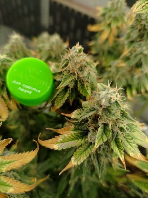 IMG_20230629_211344.jpg IMG_20230629_211344.jpg