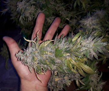 gorilla-glue-4-fem-anesia-seeds__Sa8PnnkA9Qv28gci.jpg gorilla-glue-4-fem-anesia-seeds__Sa8PnnkA9Qv28gci.jpg