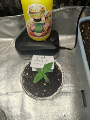 IMG_20230803_083606.jpg IMG_20230803_083606.jpg