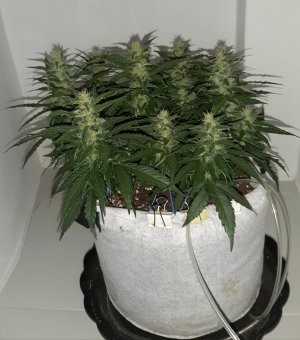 20230815_201345.jpg 20230815_201345.jpg