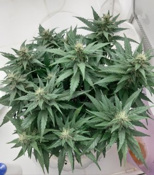 20230817_154740.jpg 20230817_154740.jpg