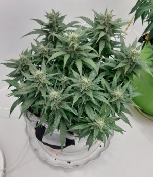 20230817_154722.jpg 20230817_154722.jpg