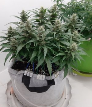 20230817_155052.jpg 20230817_155052.jpg