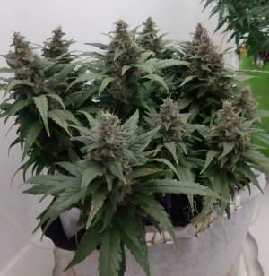 20230821_213348.jpg 20230821_213348.jpg