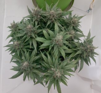 20230821_214034.jpg 20230821_214034.jpg