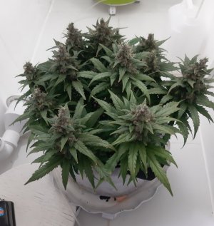 20230822_220902.jpg 20230822_220902.jpg